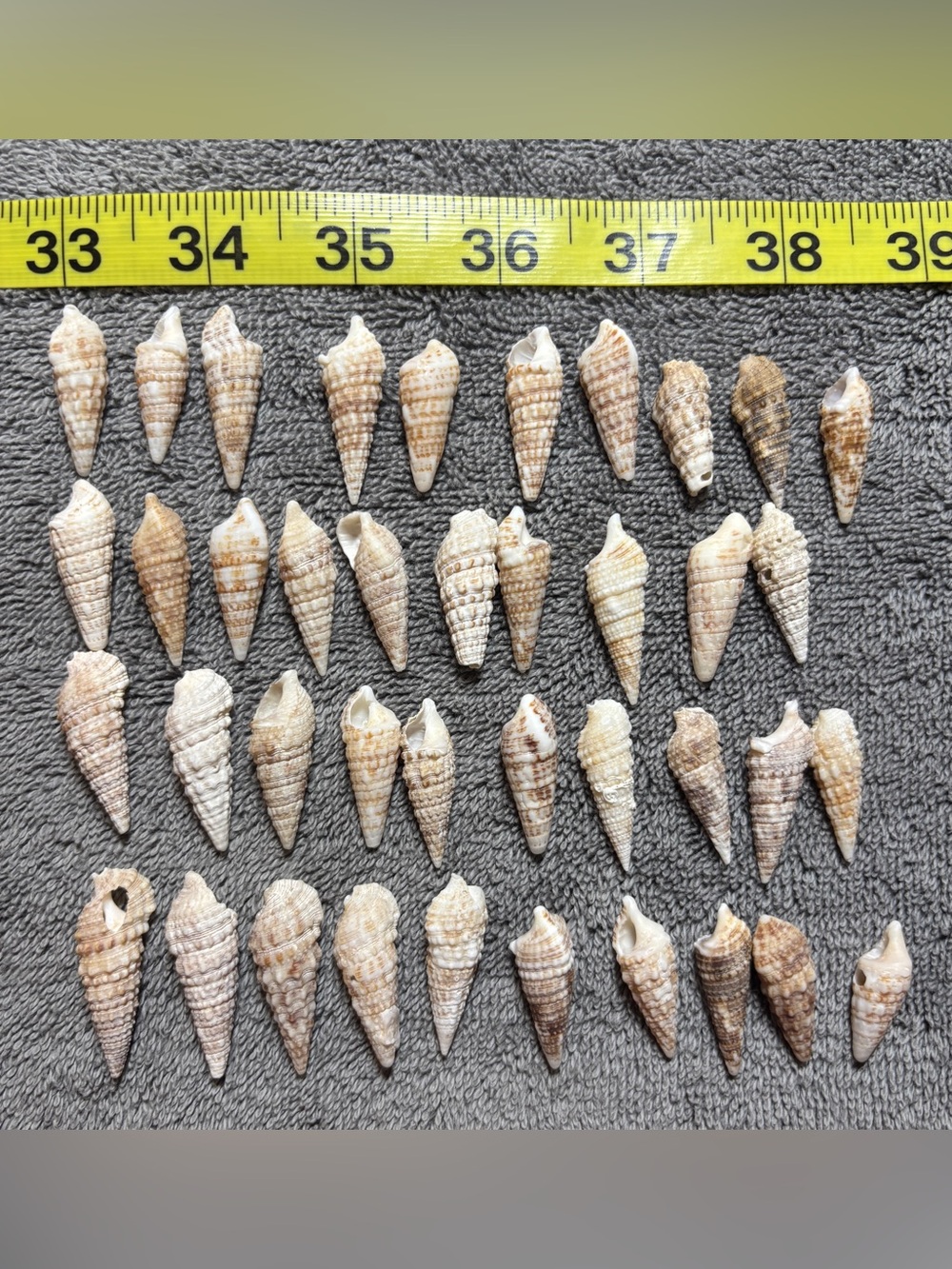 40 Florida Cerith Natural Cone Seashell Lot - Beige & Cream from Sanibel Island